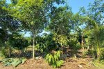 Oil palm agroforestry system in Tomé Açu, Pará State, Brazilian Amazon 