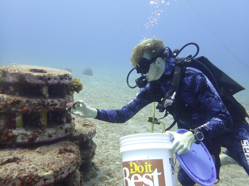 Researcher introducting West Indian top shell (whelk) on artificial reef. Photo credit: Alwin Hylkema