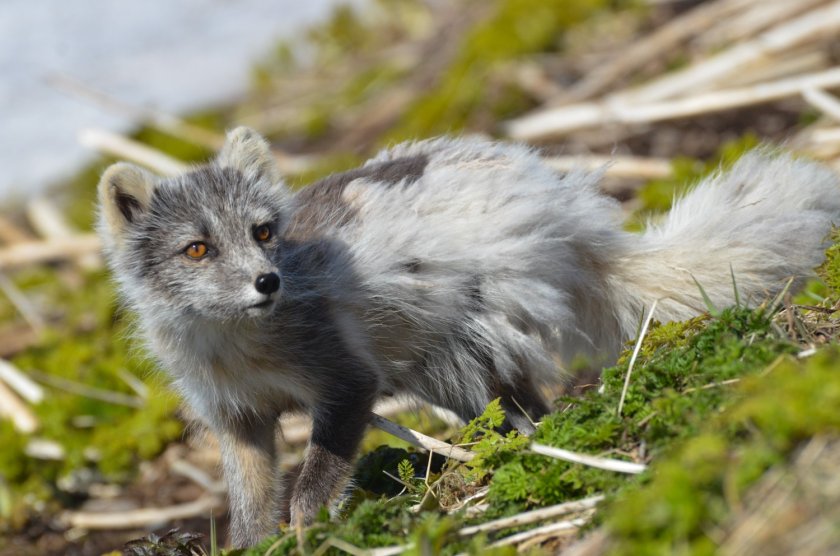 Een nieuwsgierige poolvos in Hornstrandir, IJsland (Foto: Susanne Kühn).