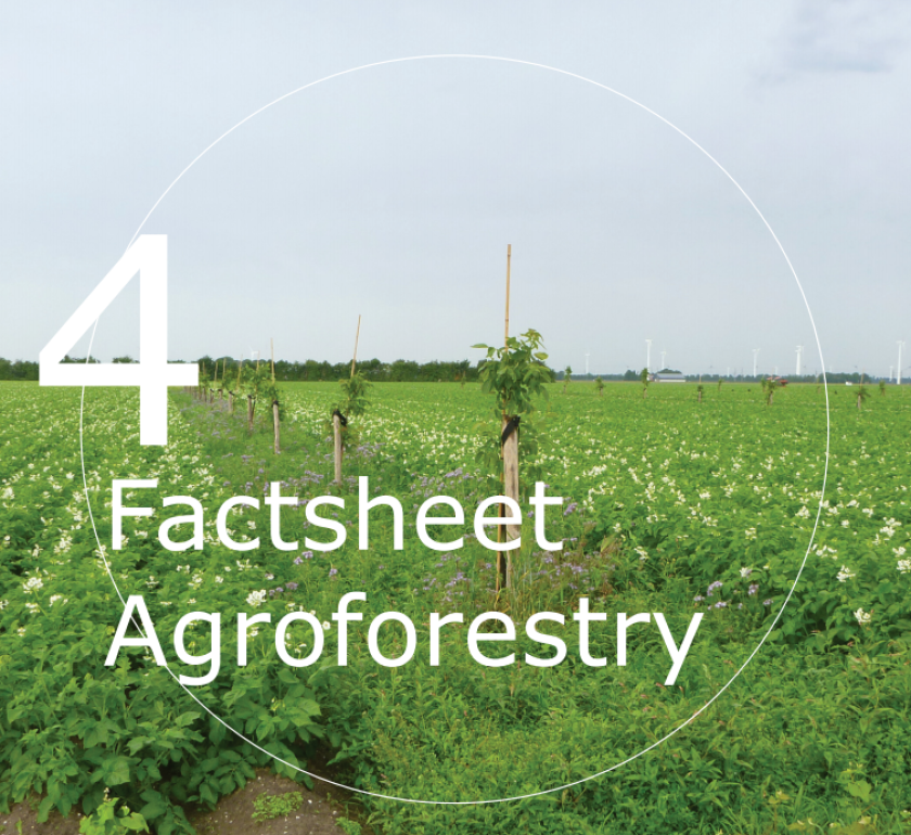 Agroforestry, wat levert het financieel op?