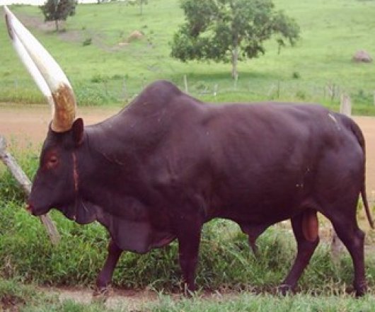 Ankole