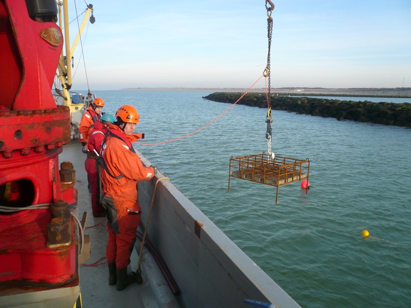 Placement of experimental oyster tables in the Voordelta