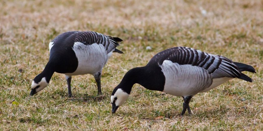 Via migratory birds, the virus can also infect free-range pigs 