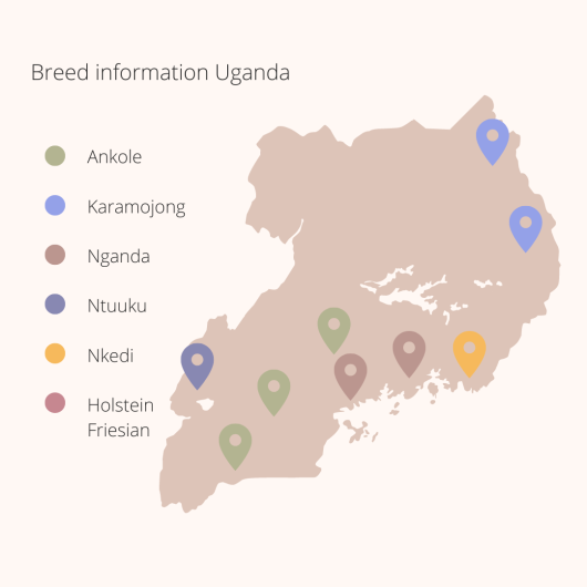 Breed information Uganda