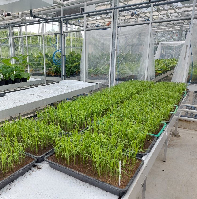 The rice was grown in a greenhouse at Wageningen Plant Research