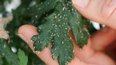 The banker plants are home to aphids that aren't harmful to the crop.