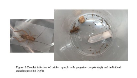 fig 2 droplet infection.JPG